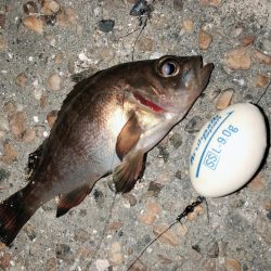 連日メバリング