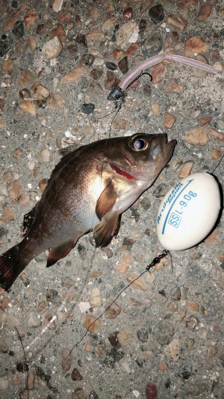 連日メバリング