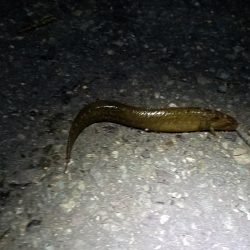 長いトンネルをついに脱出‼