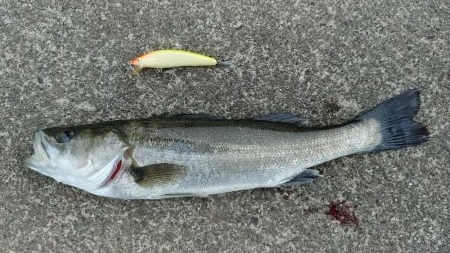 今春初のシーバス