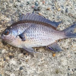 今日はイマイチ