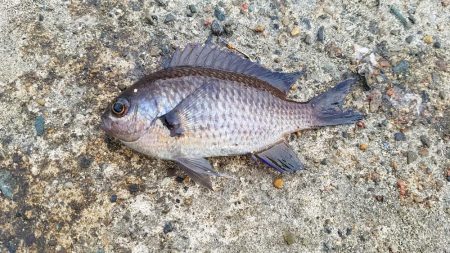 今日はイマイチ