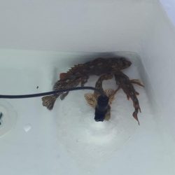 今年初出船釣行