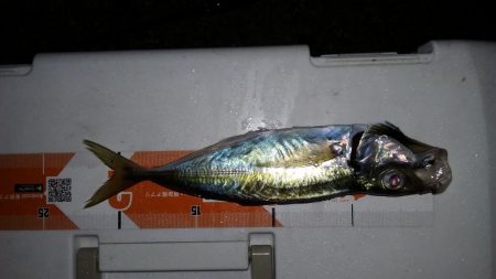 アジングロッドでエギング