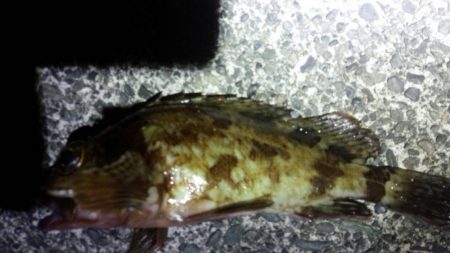 大井川港ではカマス、焼津港ではメバルなど