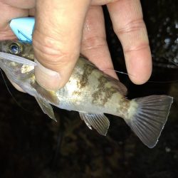 こりゃまた炉利やな。