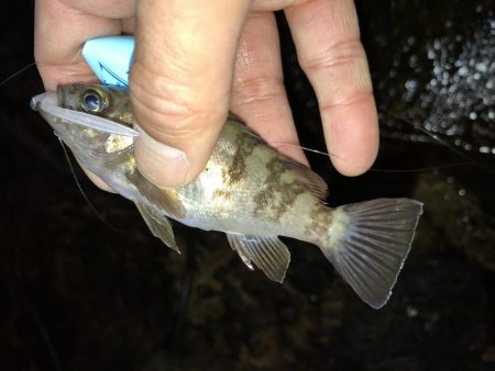 こりゃまた炉利やな。