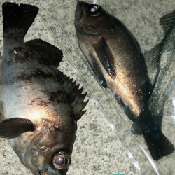 深夜メバリング