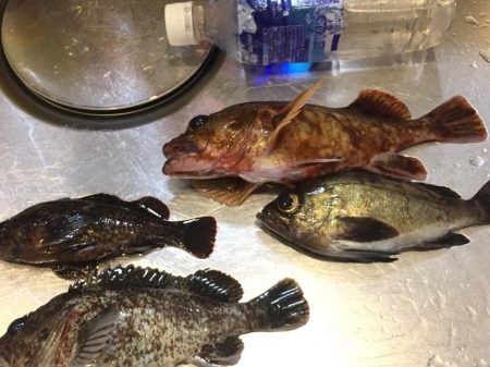 メバル・ガシラ