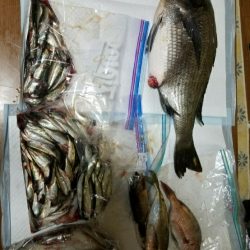 鯛のノッコミ始まってます。