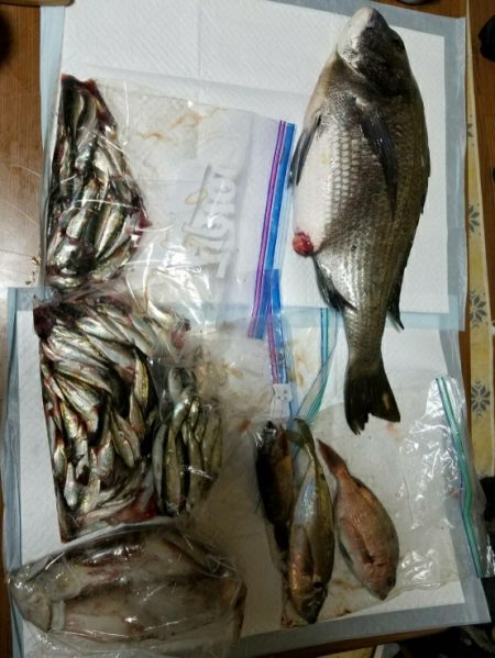 鯛のノッコミ始まってます。