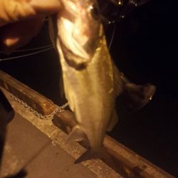 なかなかのサイズが出るようになってきました