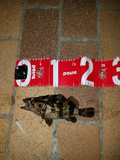 快適な釣りでした❗