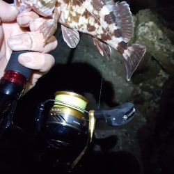 ガッシーまつり