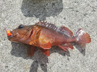 ガシラ釣り　～ネチネチ探る！～