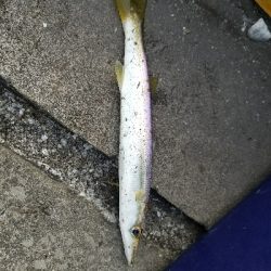 カマスフィッシング