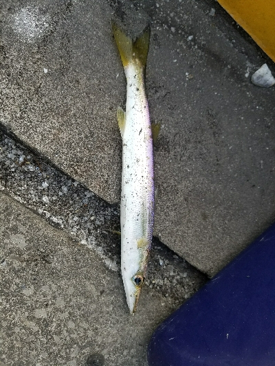 カマスフィッシング