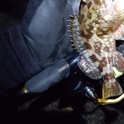 メバリング好調