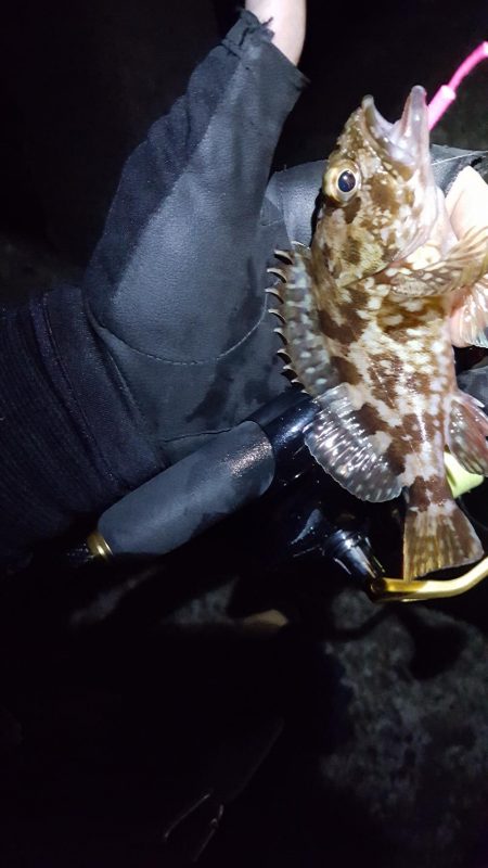 メバリング好調