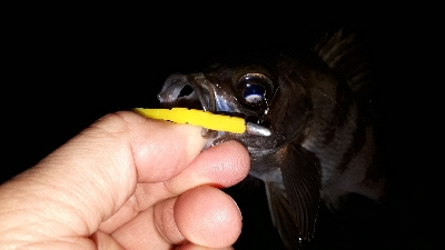 ご近所メバリングへ