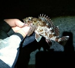 テトラ帯ライトゲーム