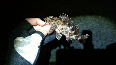 テトラ帯ライトゲーム