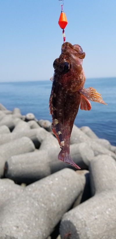 4ヵ月ぶりの坊主回避！！