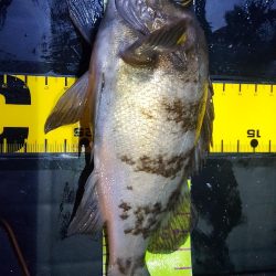 日本鋼管電気浮きからのメバリング