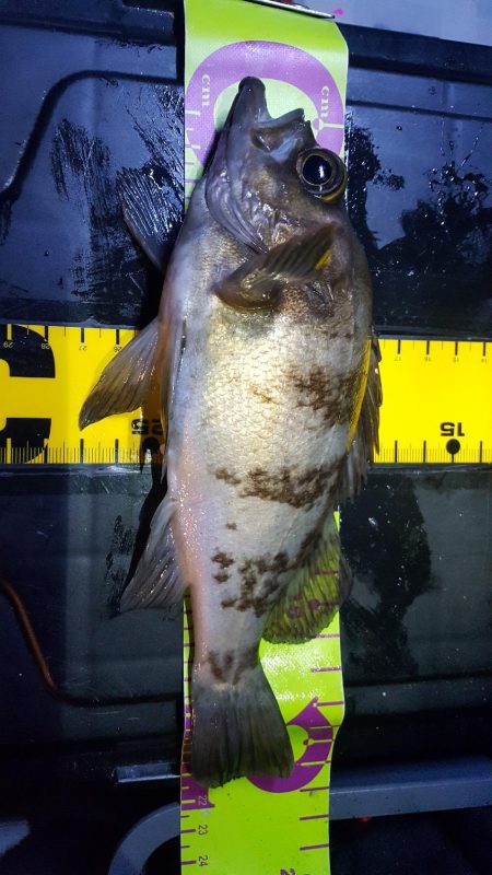 日本鋼管電気浮きからのメバリング