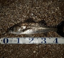 おひさのナイトゲーム