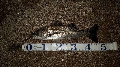 おひさのナイトゲーム