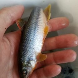 淡水小物釣り ~イイ感じ♪~