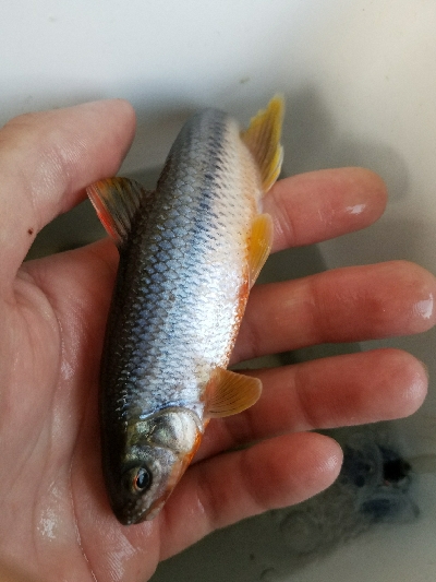 淡水小物釣り ~イイ感じ♪~