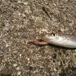 まだ少し早いかなあ