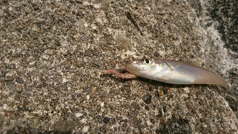 まだ少し早いかなあ