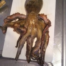 イカじゃなく、まさかの!