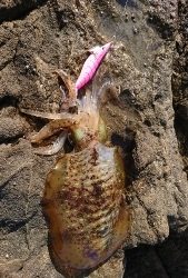 エギング釣行その14