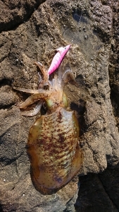 エギング釣行その14