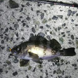 淡路島メバリング