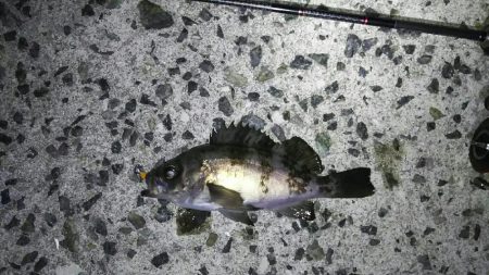 淡路島メバリング