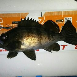 テトラでメバル釣り