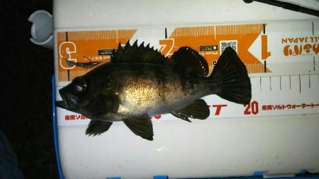 テトラでメバル釣り