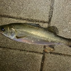 アジ探しメバリング