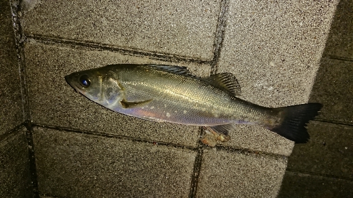 アジ探しメバリング