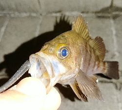 アジ探しメバリング２日目