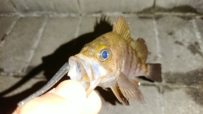 アジ探しメバリング２日目