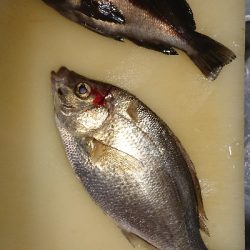 アジ探しメバリング