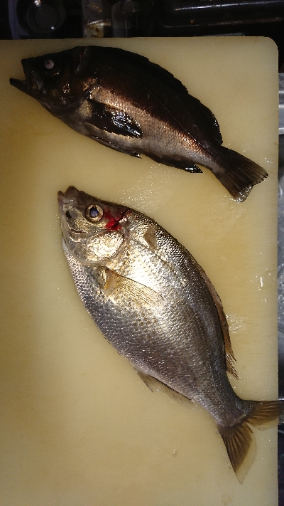 アジ探しメバリング