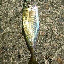 アジングリベンジ