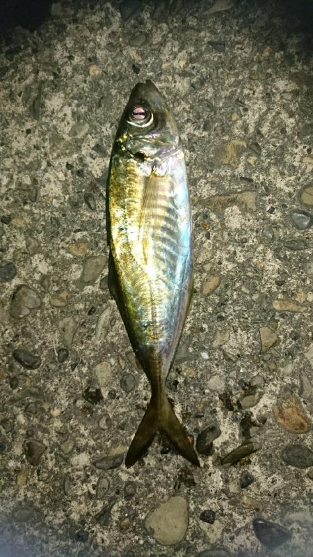 アジングリベンジ